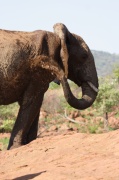 elephant (23)
